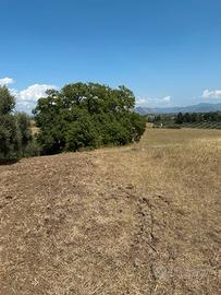 Terreno agricolo