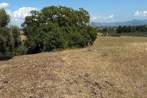 Terreno agricolo