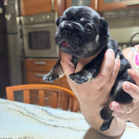 Cuccioli bulldog Francese