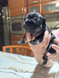 Cuccioli bulldog Francese