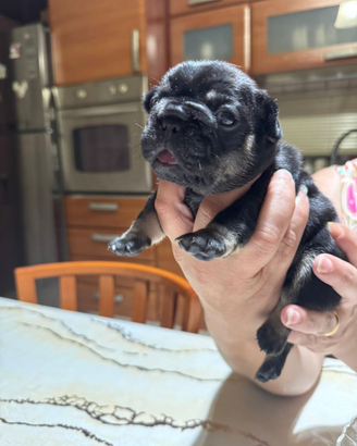 Cuccioli bulldog Francese