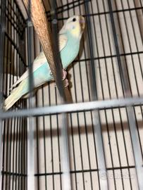 Cocorite allevate a mano