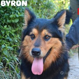 Meraviglioso Byron in canile