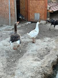Oche e anatra