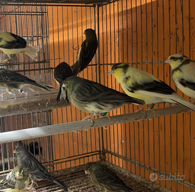 Canarini timbrado espanol