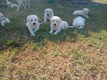 Cuccioli di Maremmano