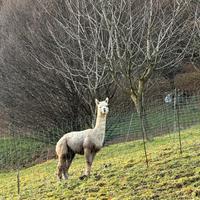 Alpaca maschio riproduttore