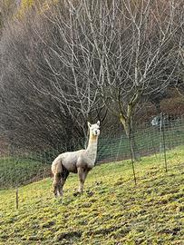 Alpaca maschio riproduttore