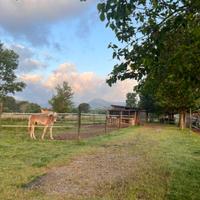 Box e paddock cavalli