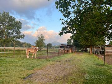 Box e paddock cavalli