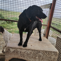 Cane mastro per conigli