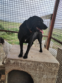 Cane mastro per conigli