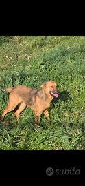 Si regalano cuccioli