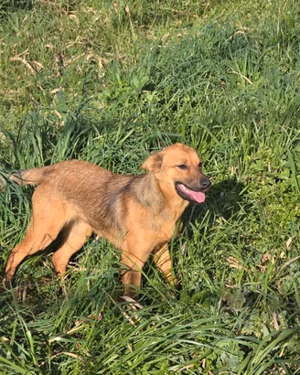 Si regalano cuccioli