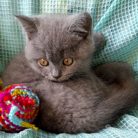 Cuccioli Scottish fold, Scottish straight