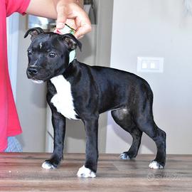 Cucciole di staffordshire bull terrier