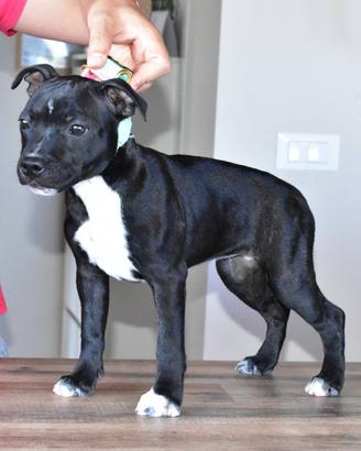 Cucciole di staffordshire bull terrier