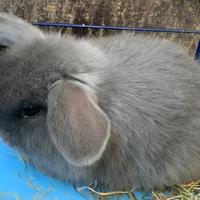 Ariete mini lop