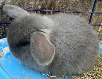 Ariete mini lop