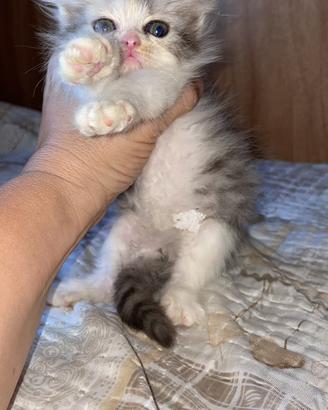 Persiano