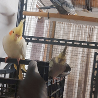 Pulli calopsite, calopsite adulte allevate a mano