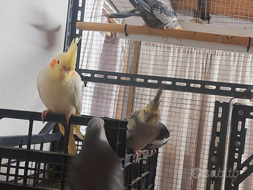 Pulli calopsite, calopsite adulte allevate a mano