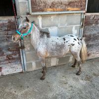 Pony Shetland femmina Appalosa