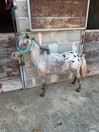 Pony Shetland femmina Appalosa