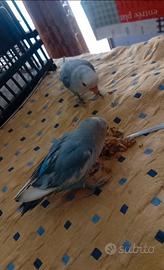 Due inseparabili allevati a mano