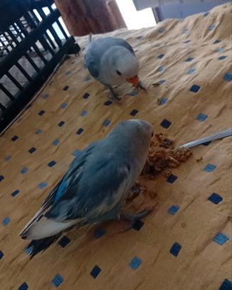 Due inseparabili allevati a mano