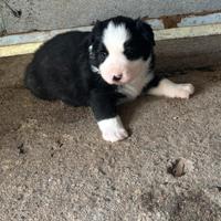 Cucciola di border collie