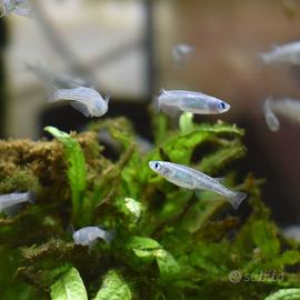 Medaka Oryzias Latipes Silver Platinum giovani