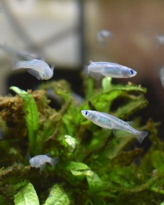 Medaka Oryzias Latipes Silver Platinum giovani