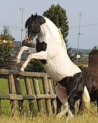 Stallone paint e stallone murgese