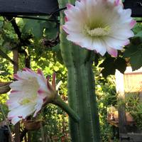 Cereo del Perù 100 cm