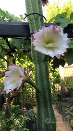 Cereo del Perù 100 cm