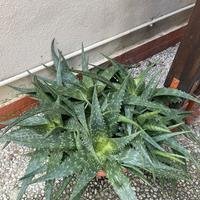 Aloe saponaria vaso intero