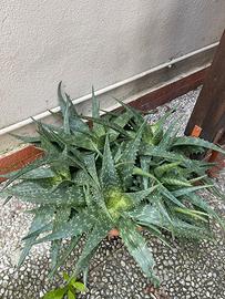 Aloe saponaria vaso intero