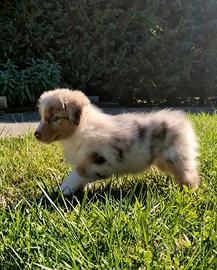 Cucciola di pastore australiano pedigree enci