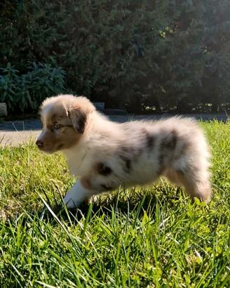 Cucciola di pastore australiano pedigree enci