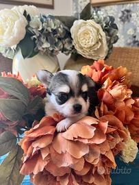 Chihuahua con pedigree