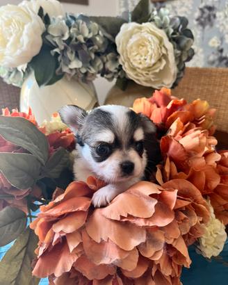Chihuahua con pedigree