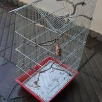 gabbia x uccelli 