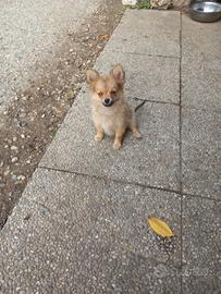 Aron spitz toy cucciolo