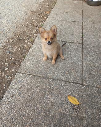 Aron spitz toy cucciolo