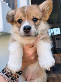 Cuccioli Welsh Corgi Pembroke