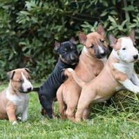 Bull terrier miniature