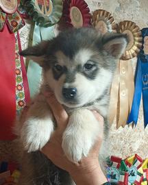Alaskan Malamute
