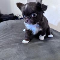 Chihuahua