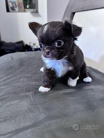 Chihuahua